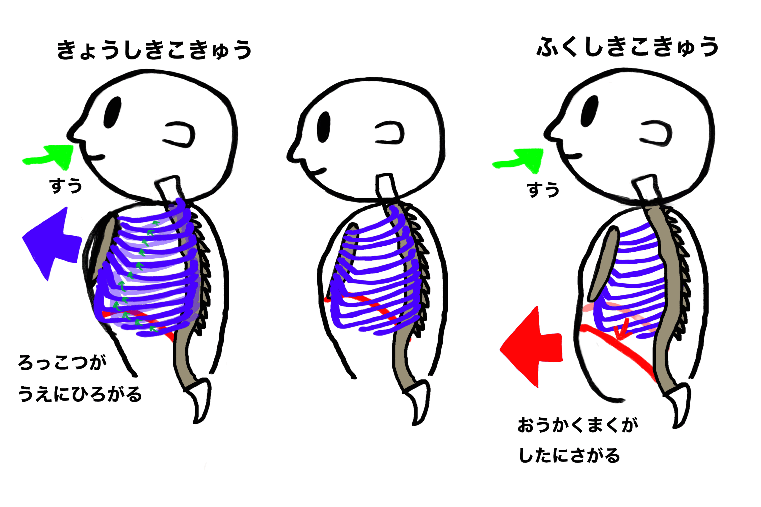 あかちゃんのこきゅう　と　おとなのこきゅう
